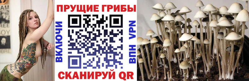 где можно купить   Себеж  Галлюциногенные грибы прущие грибы 